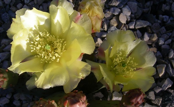 Opuntia basilaris v aurea (St Georges, UT) 001 bis.jpg