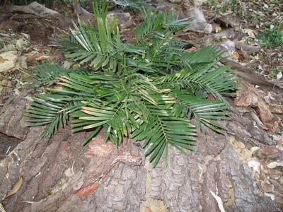 Zamia integrifolia(floridana), après l'hiver 2012.jpg