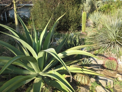 Ag.vilmoriniana et Ferocactus après l'hiver 2012.jpg