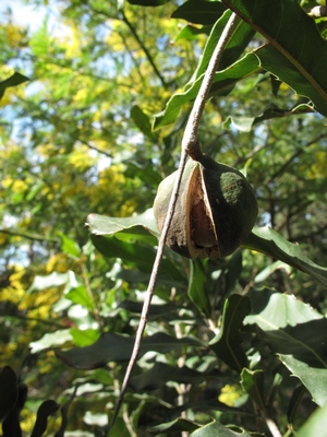 Macadamia, un seul fruit mûr.jpg