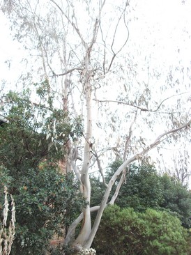 eucalyptus.jpg