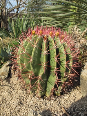 Ferocactus stainesii, boutons.jpg
