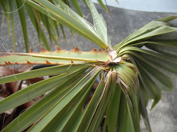Washi robusta 003.jpg