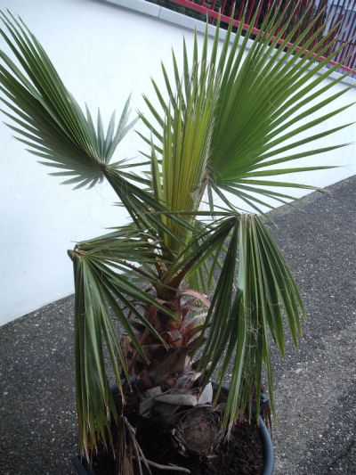 Washi robusta 001.jpg