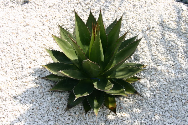 l'agave montana toujours aussi belle