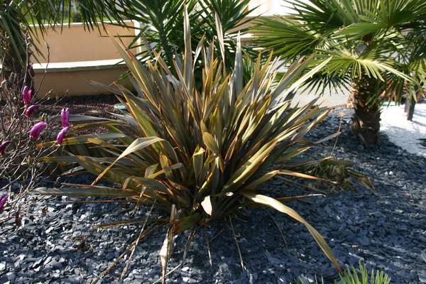 un phormium