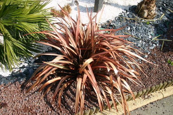 le phormium rose un peu pâle après l'hiver