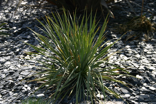 le yucca rostrata pas de problèmes