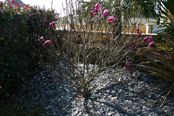 Le magnolia qui commençe à fleurir
