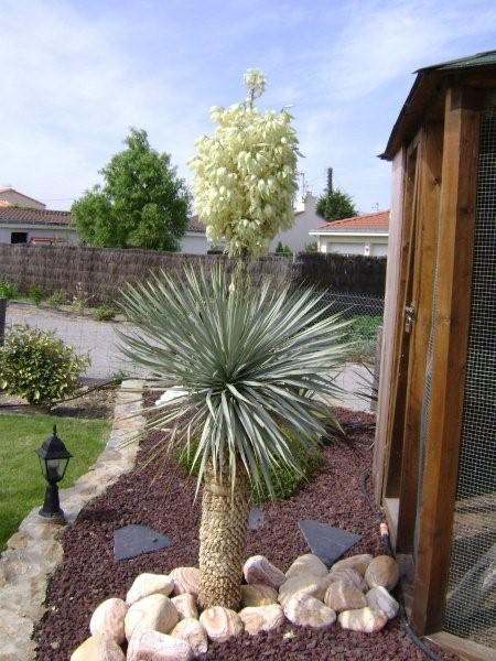Yucca rostrata 14 06 2009.JPG