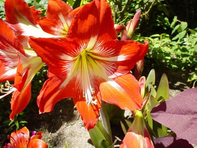 006%20Hippeastrum%20X%20johnsonnii.jpg