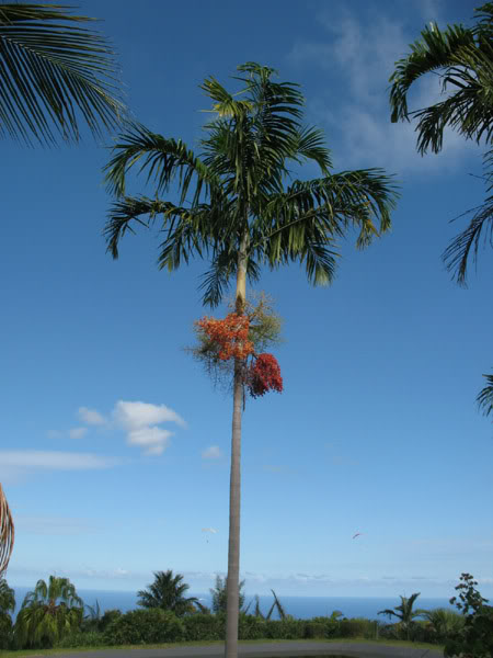 Carpentaria Acuminata.jpg