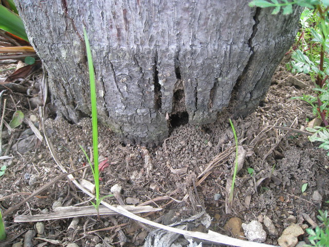 wodyetia bifurcata 01b.JPG