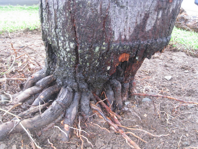 wodyetia bifurcata 02b.JPG