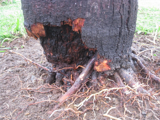 wodyetia bifurcata 03b.JPG