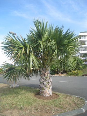 IMG03.JPG