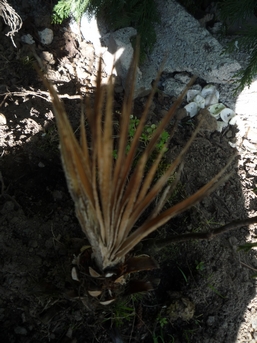 Chameorops Humilis vue 1.jpg