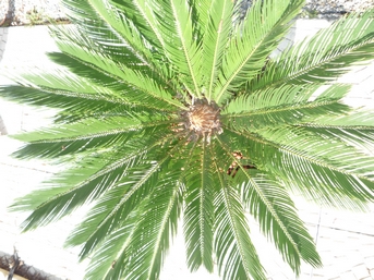 mon cycas.jpg