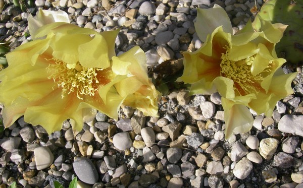Opuntia macrorhiza v grandiflora (falaises surplombant retenue artifi Arkansas river amont de Tulsa, clone Oklahoma) 136 bis.jpg