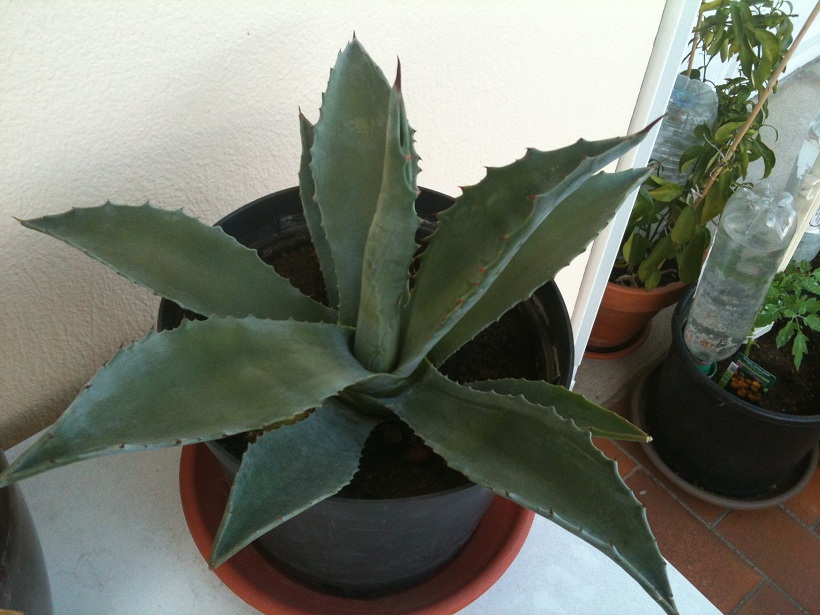 agave 28-03-12.JPG