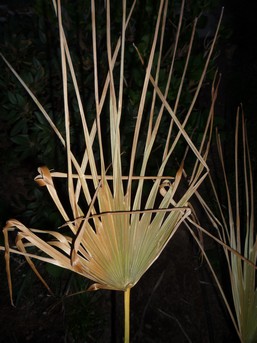 palme trachycarpus.jpg