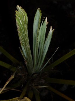 lance Trachycarpus vue 1.jpg