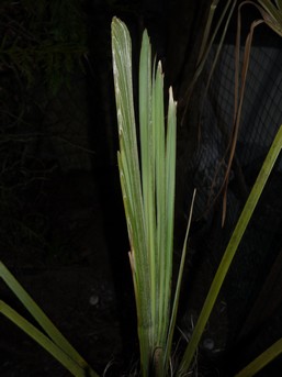 lance Trachycarus vue 2.jpg