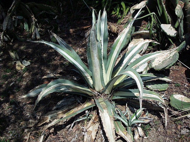HPIM0633.JPG