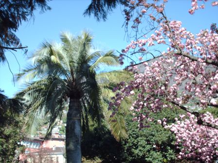 Prunus sur fond de jubaea