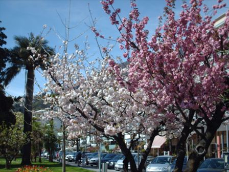 Prunus en tonalités variées sur fond de jubaea