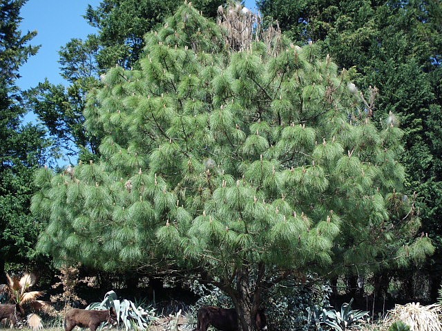 HPIM0646.JPG