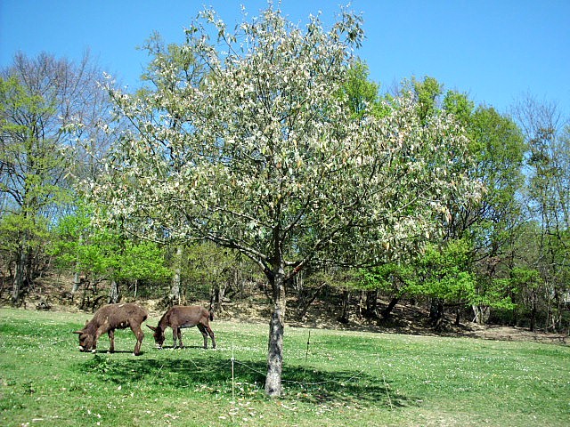 HPIM0647.JPG