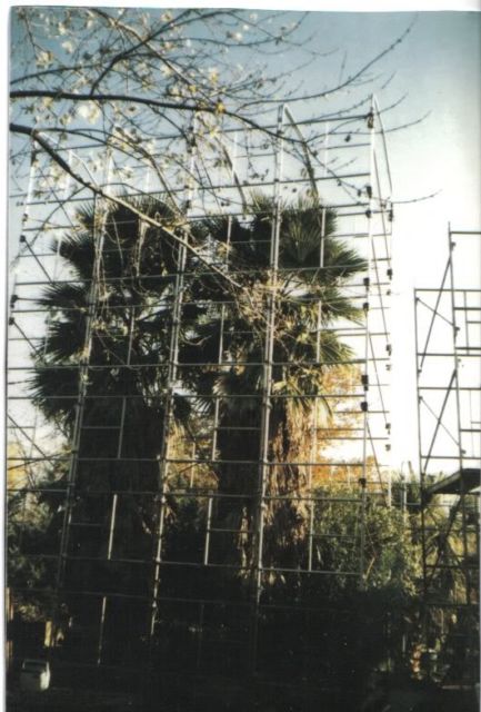 washingtonia_ontario_canada.jpg