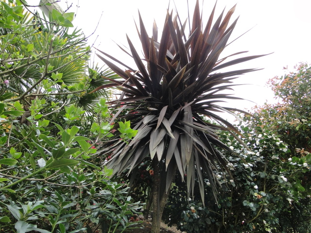 jardin 2012.jpg