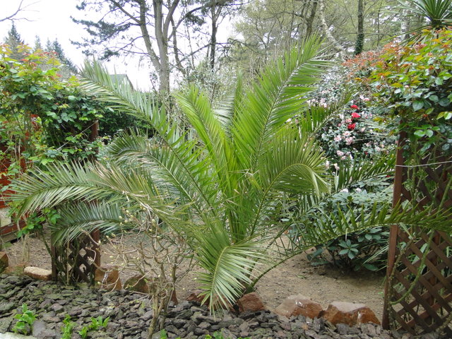 jardin 2012 2.jpg