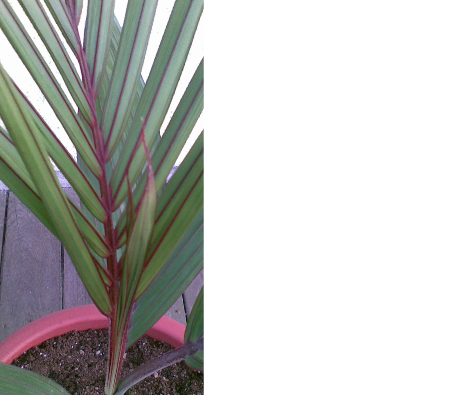 Dictyosperma Album 2 recadré.JPG