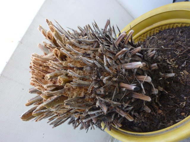 P1050282.JPG
