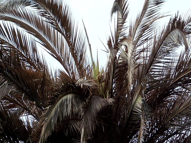 HPIM0655.JPG