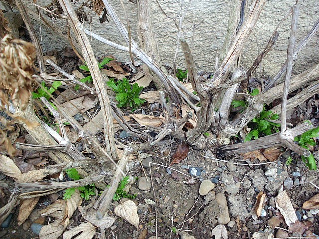 HPIM0659.JPG