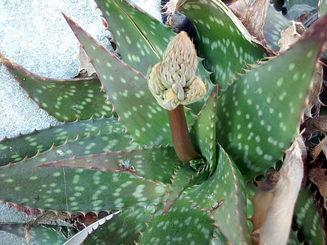 HPIM0658.JPG