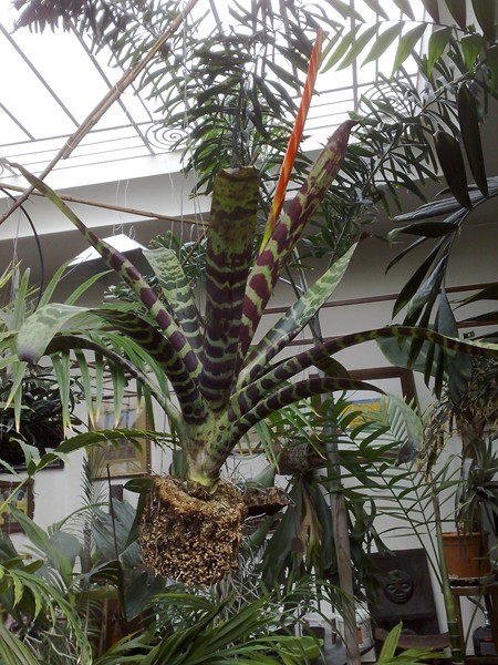 V Splendens 1.jpg