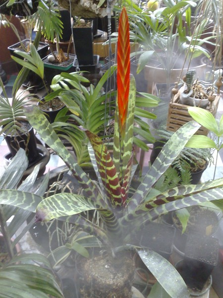 V Splendens 2.jpg