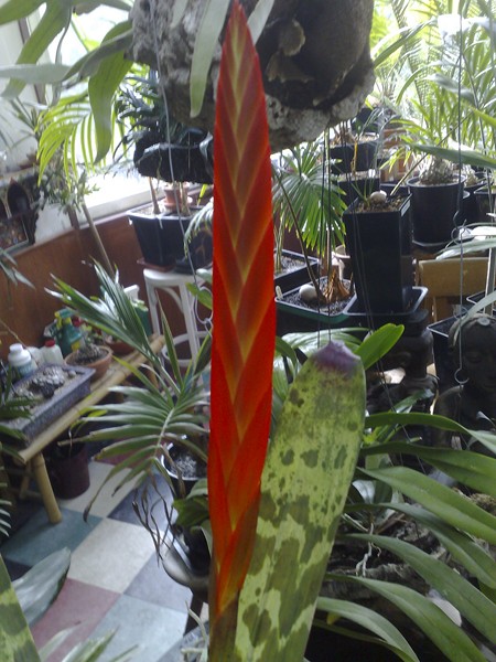 V Splendens 3.jpg