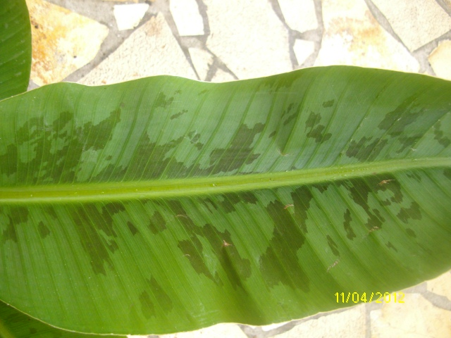 IMGP1230.JPG