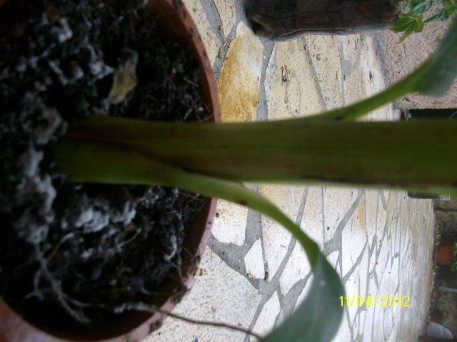 IMGP1231.JPG