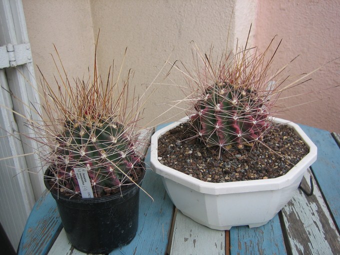 feroctactus hamatacanthus(jlb2012) (7) [680x640].JPG