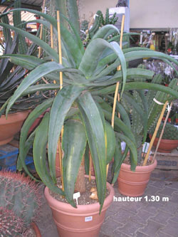 aloe_traski_540E.jpg