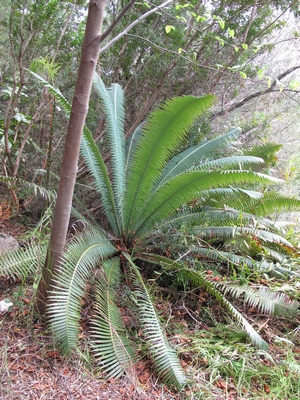 Dioon spinulosum JD.jpg