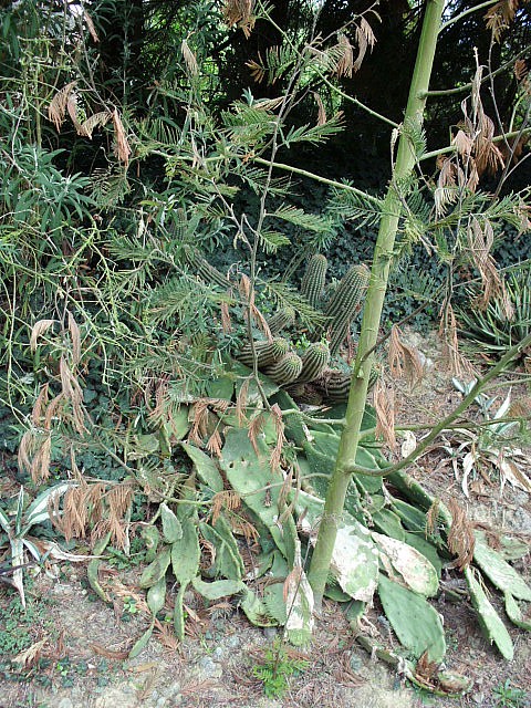 HPIM0668.JPG