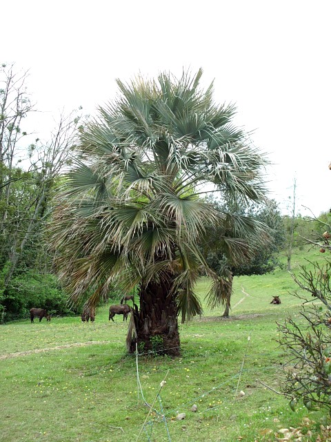 HPIM0667.JPG